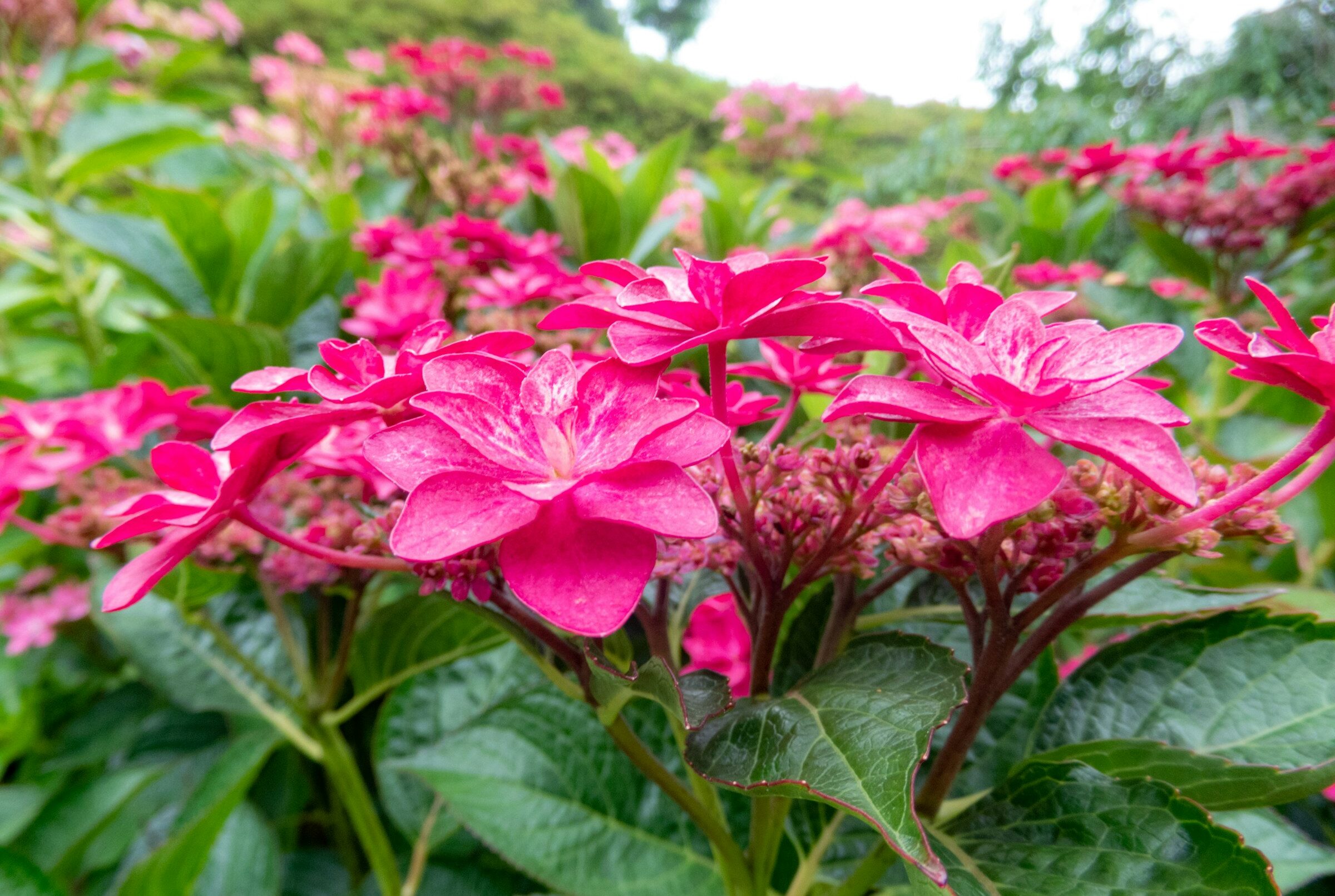 pink flowering trees in florida