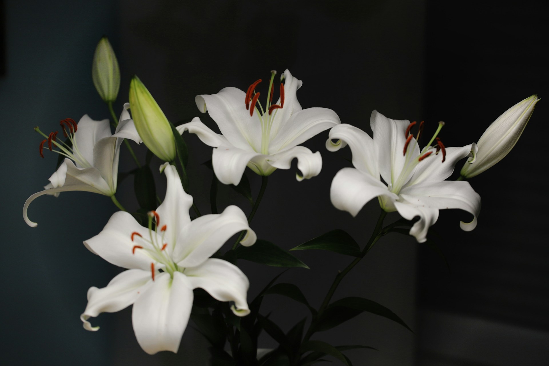 house plants with white flowers