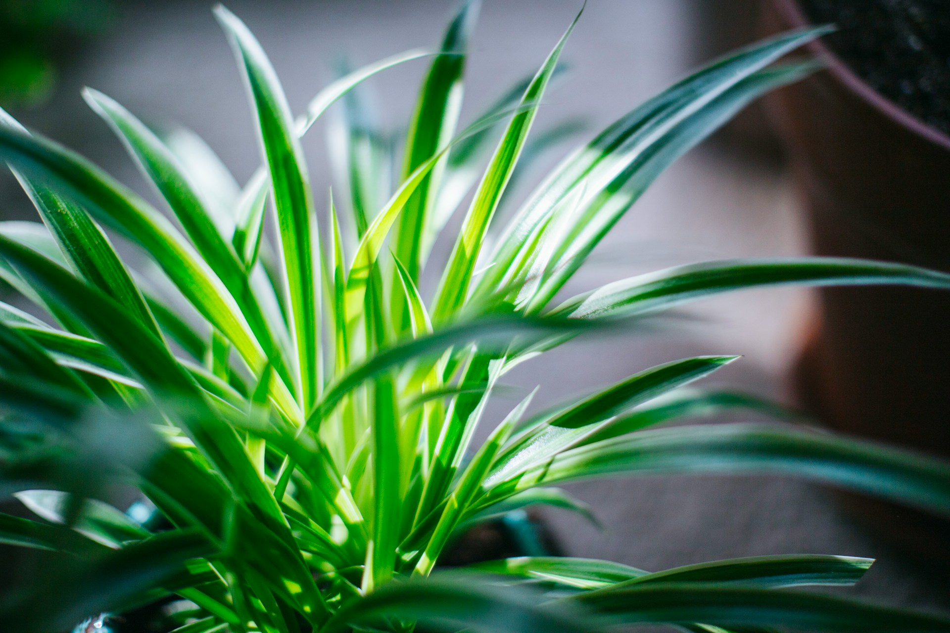spider plants