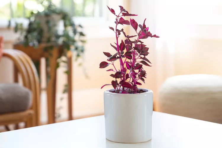 blood leaf plants​