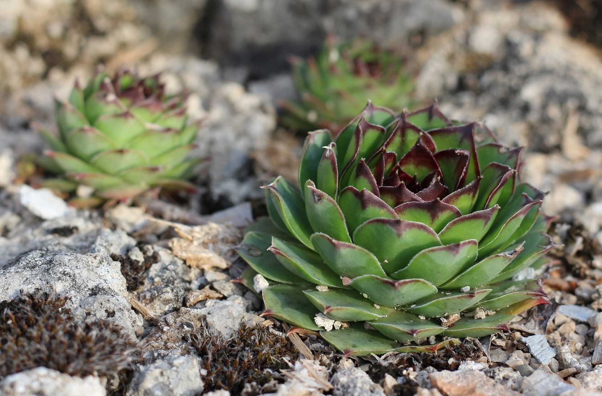hens and chicks plant