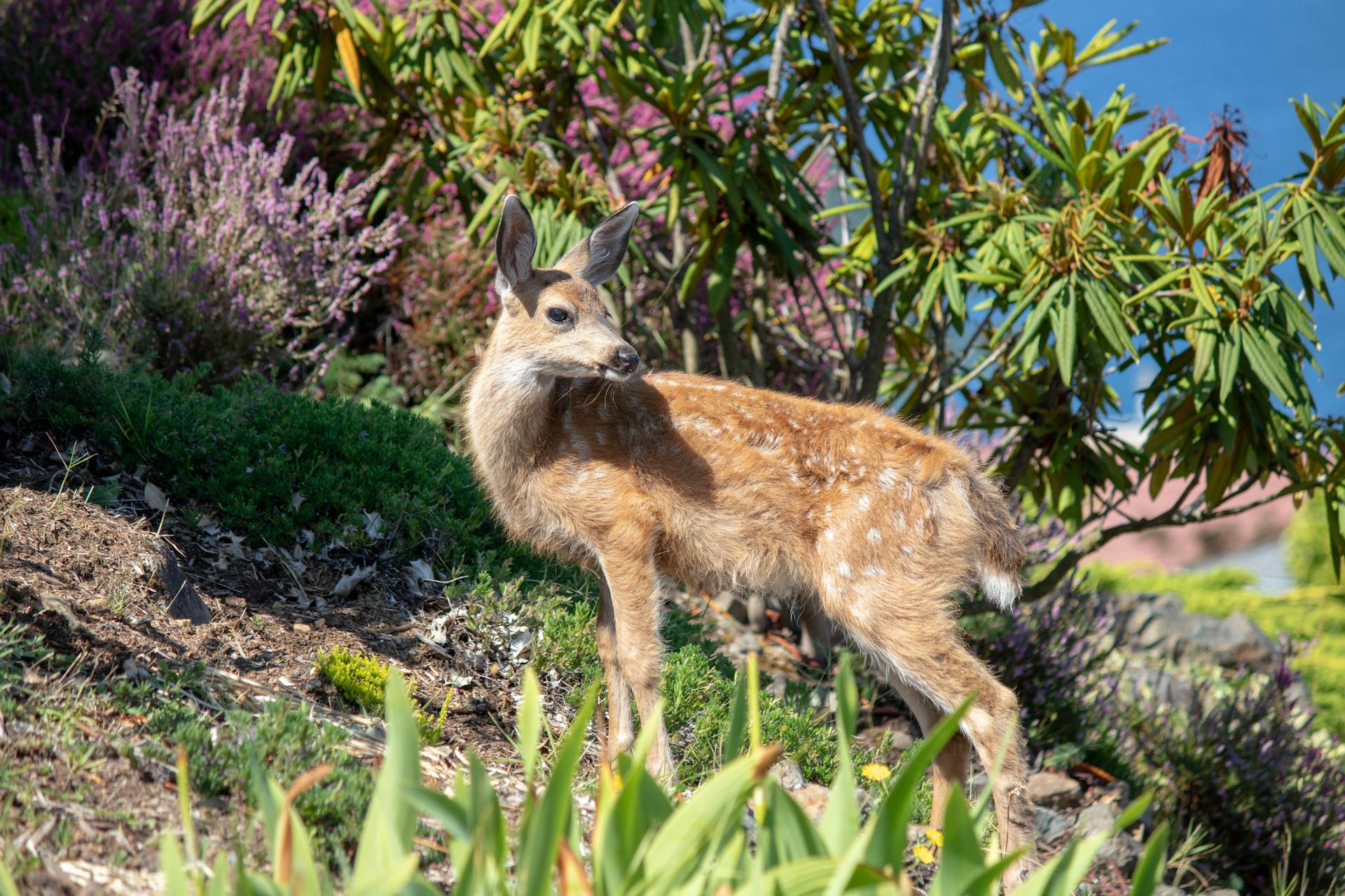 how to keep deer out of garden