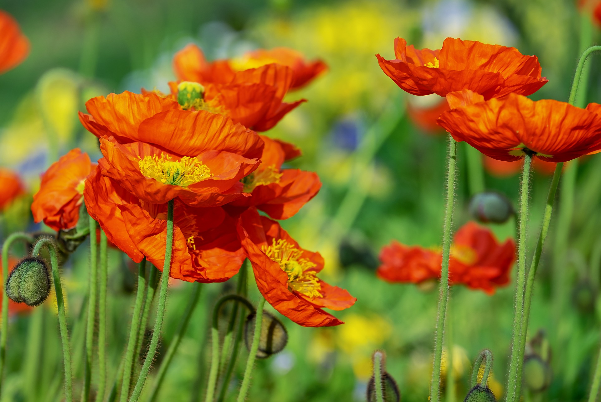 iceland poppies