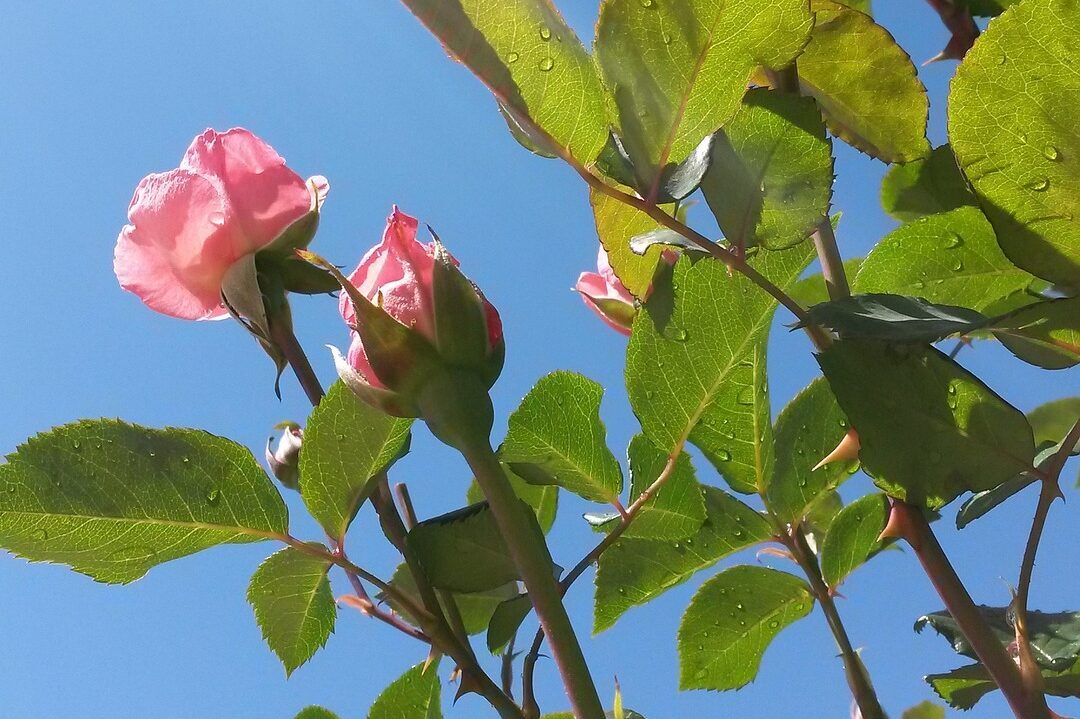 Queen Elizabeth Rose