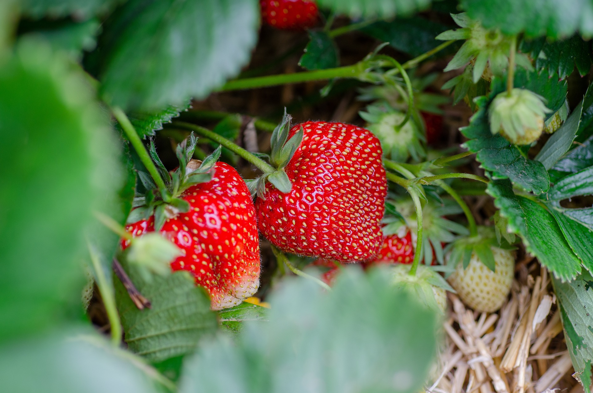 how to grow strawberries