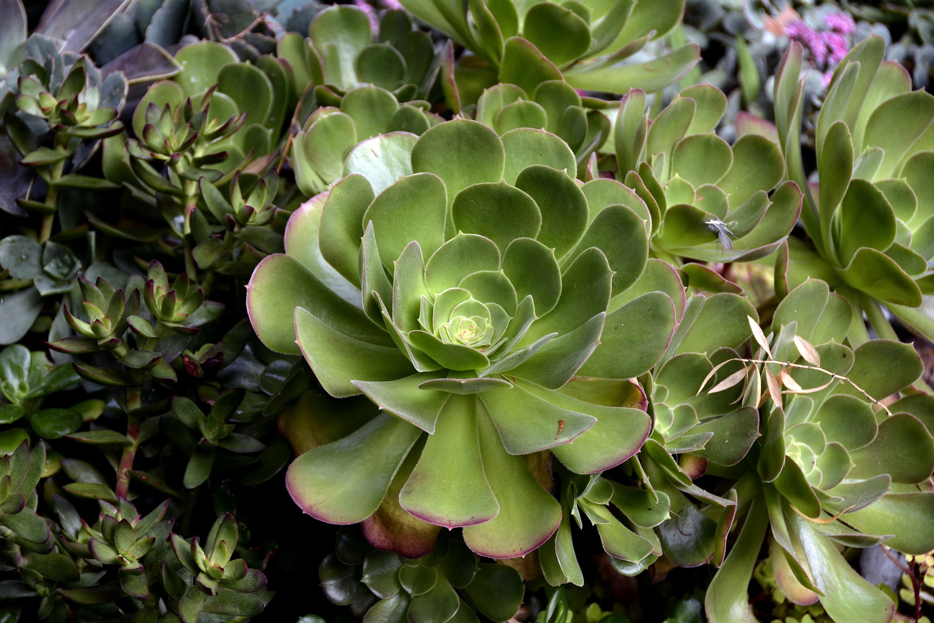 aeonium plant
