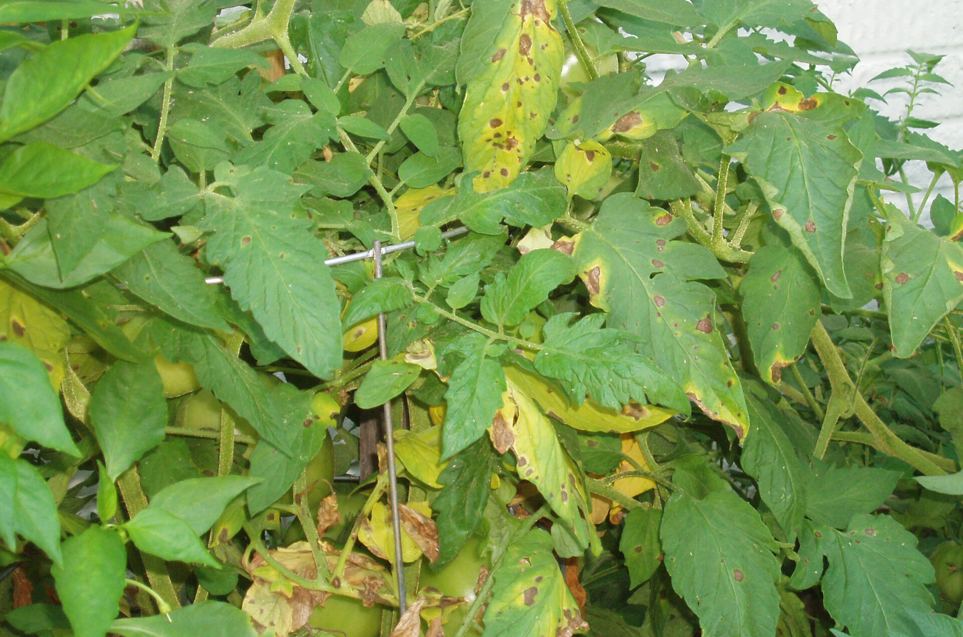 How To Stop Verticiliam In Tomato Plants