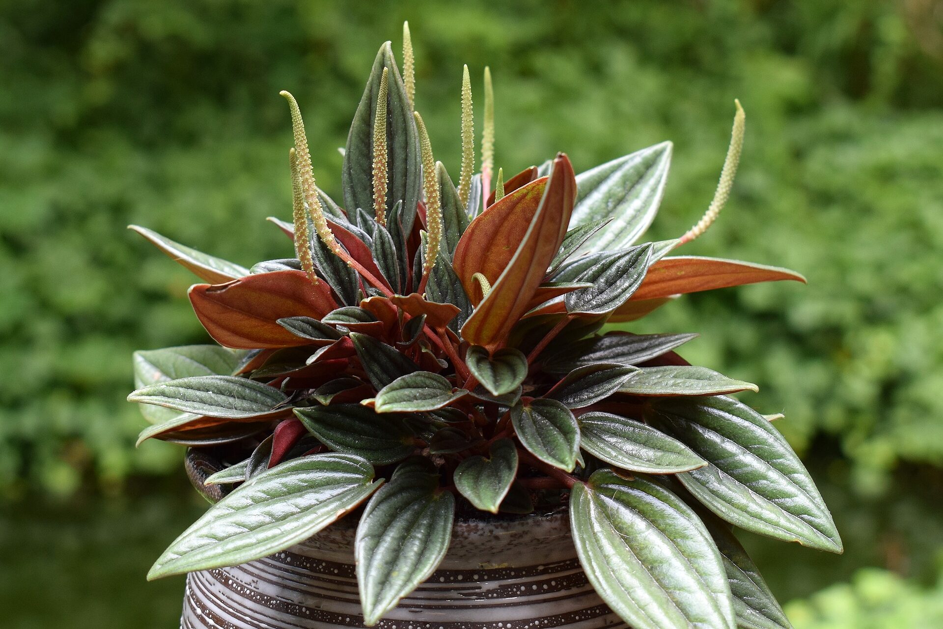 Peperomia Rosso Plant