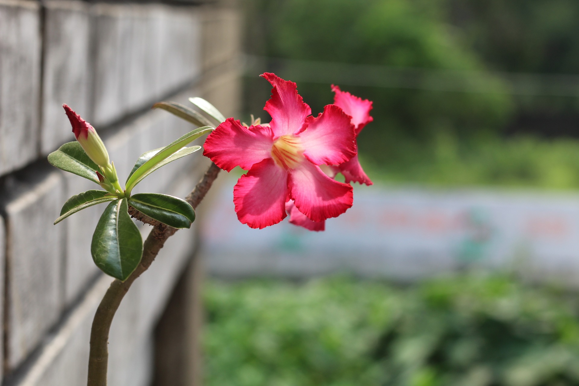 desert rose plant