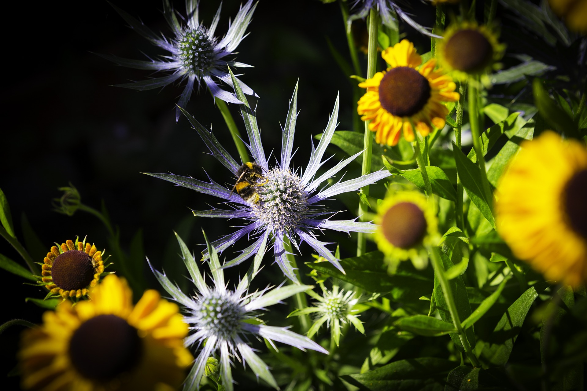 sea holly plant