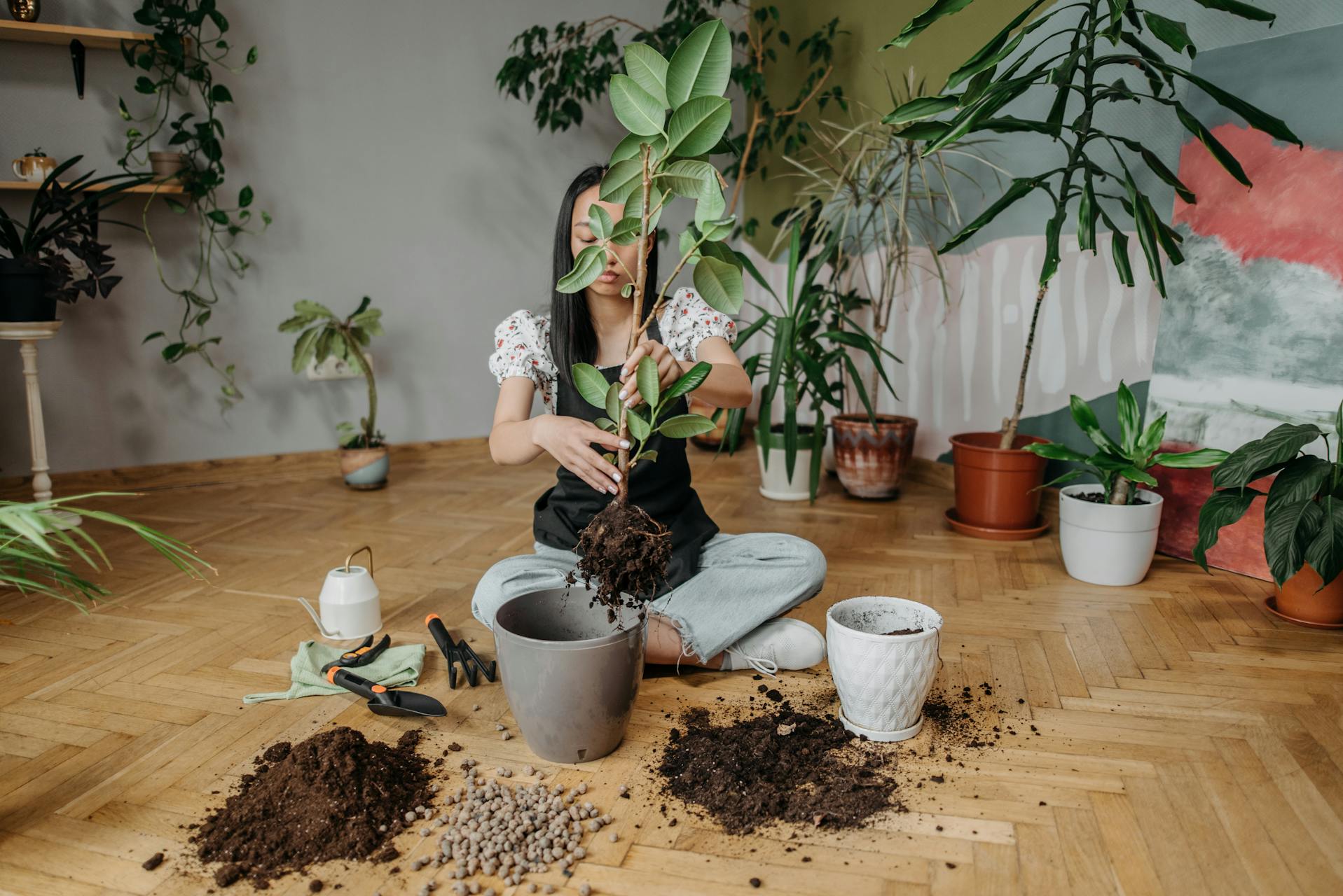 outdoor soil for indoor plants
