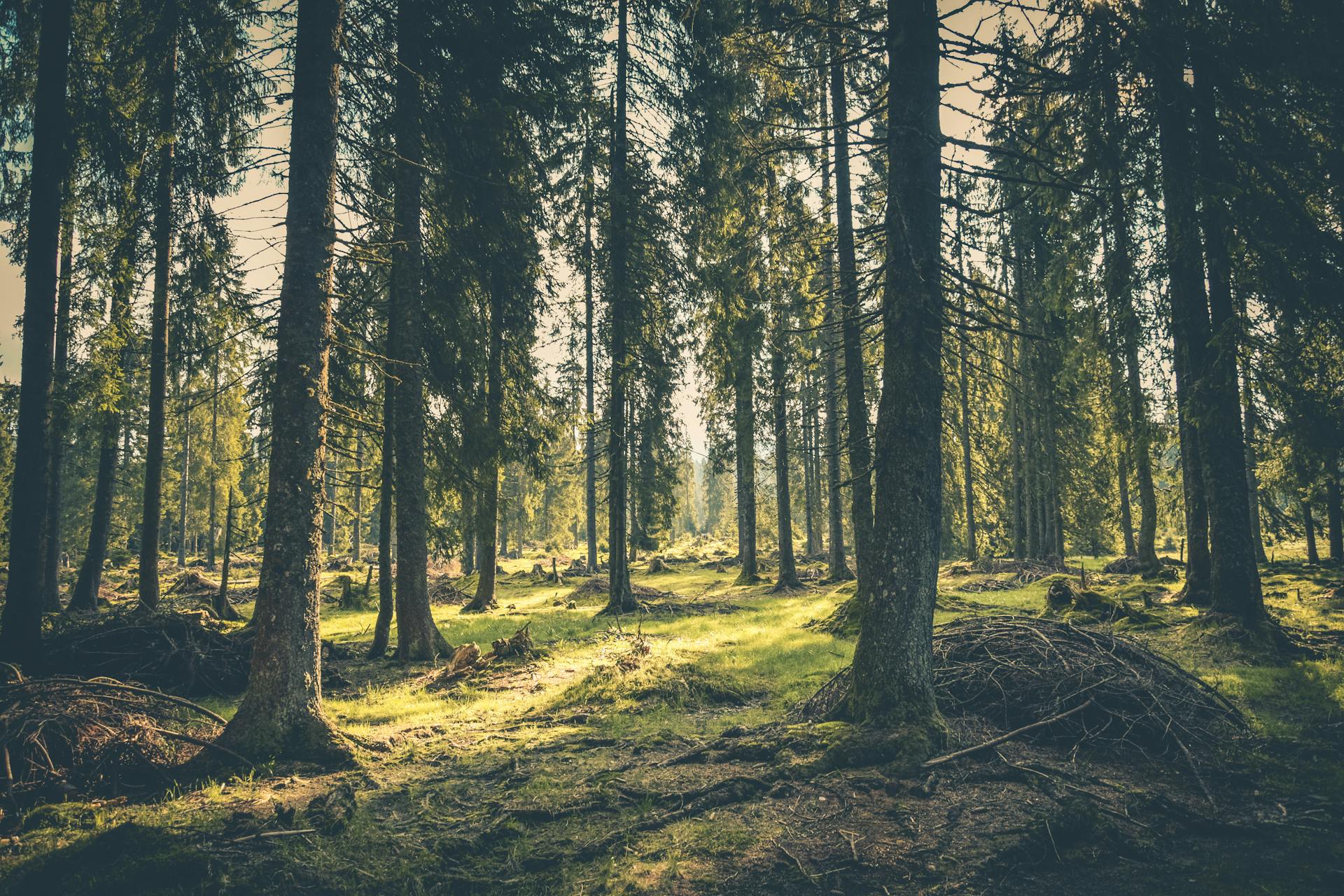 are skinny pine trees good to plant in temecula ca