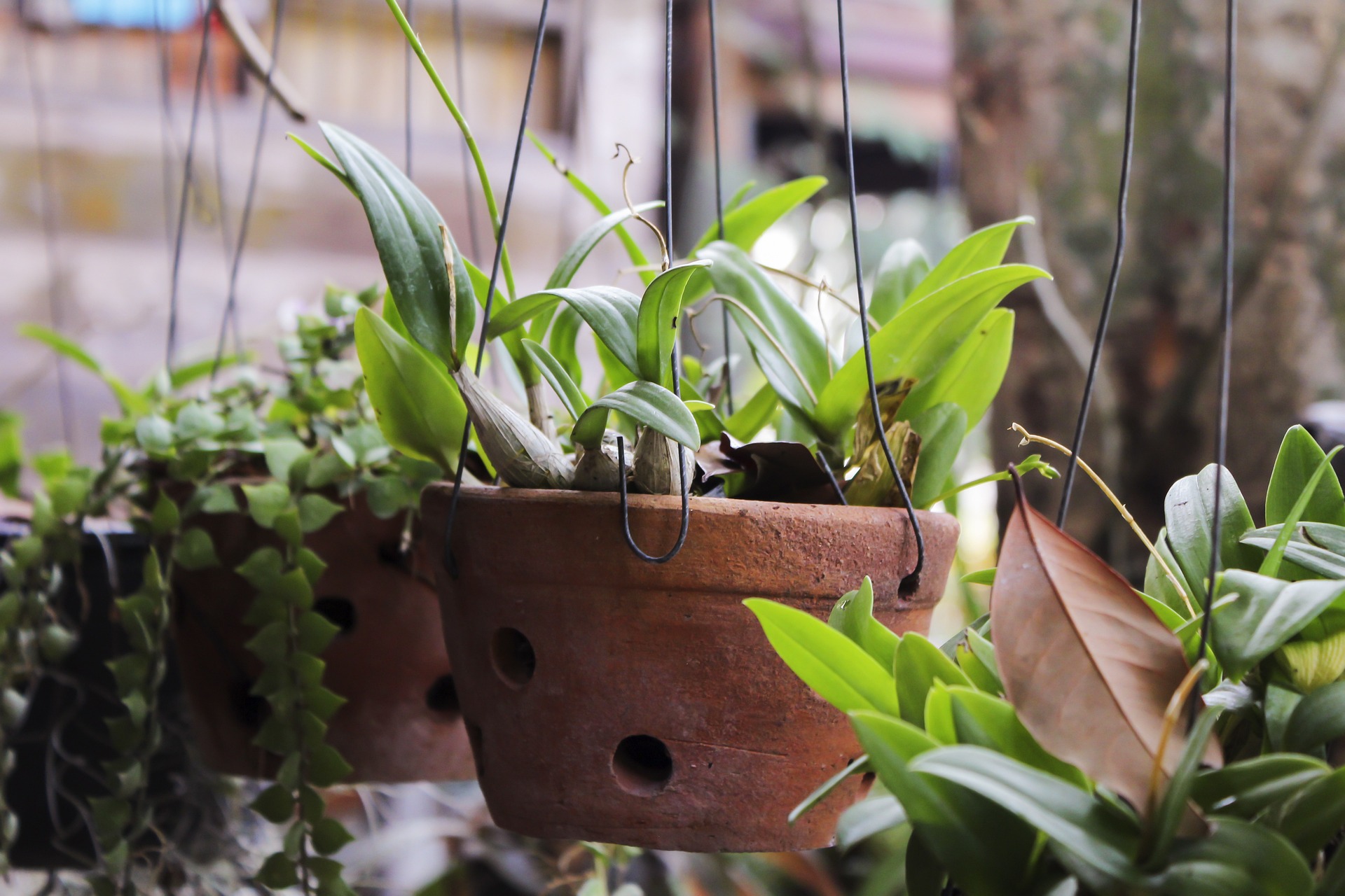indoor plants winter care