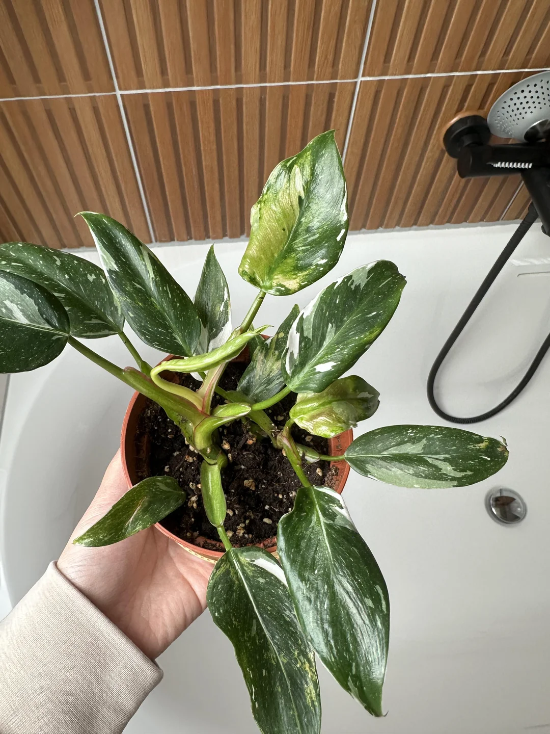White Princess Philodendron – A Must-Have Plant!