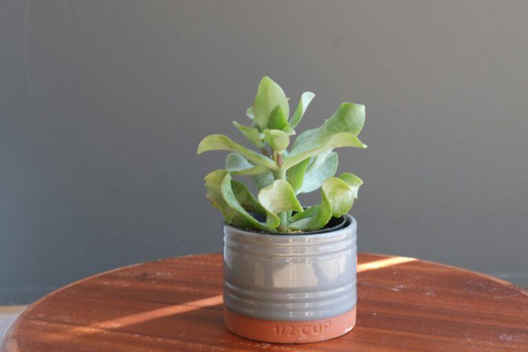 Jade Plant Care: Expert Advice for Success